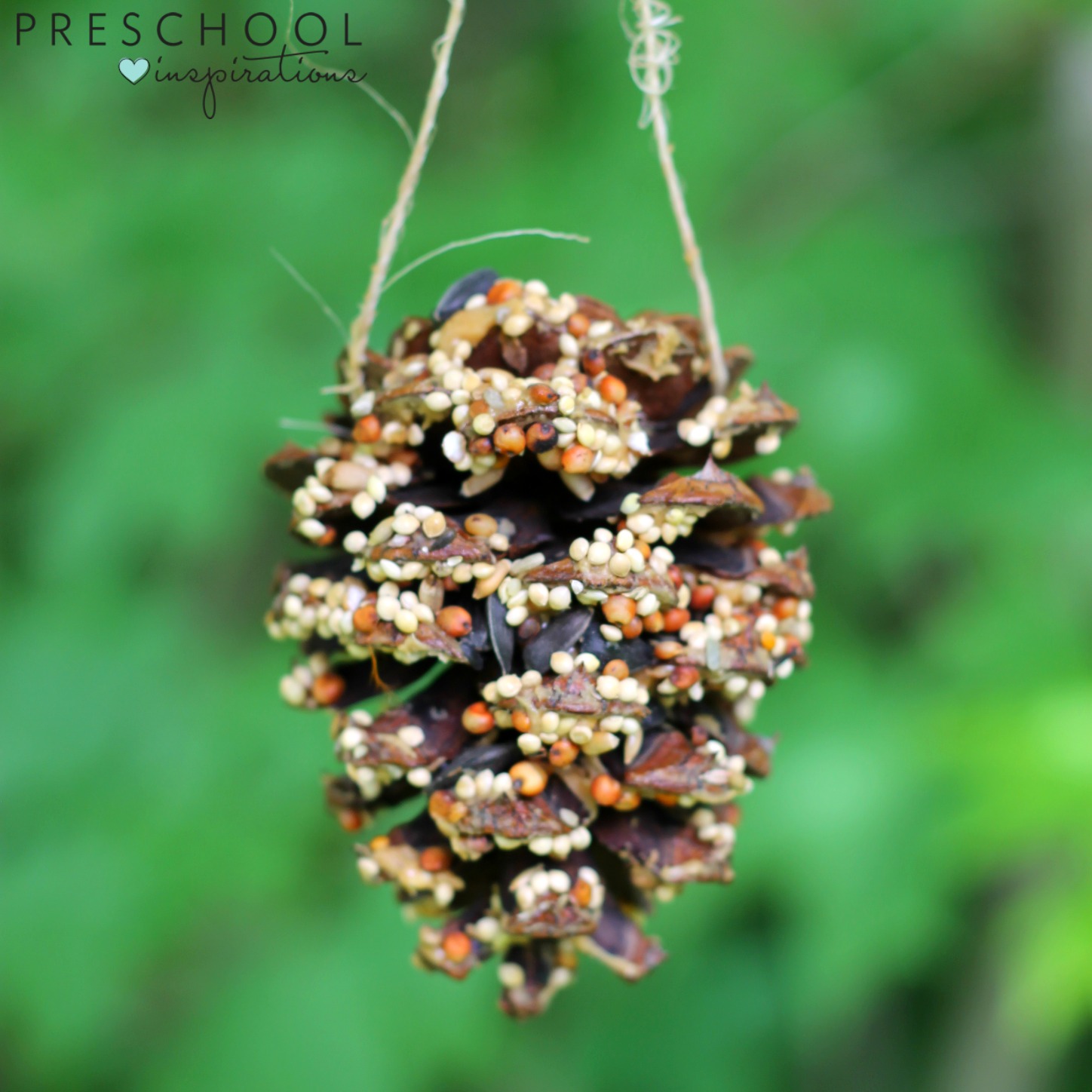 pine cone bird feeder