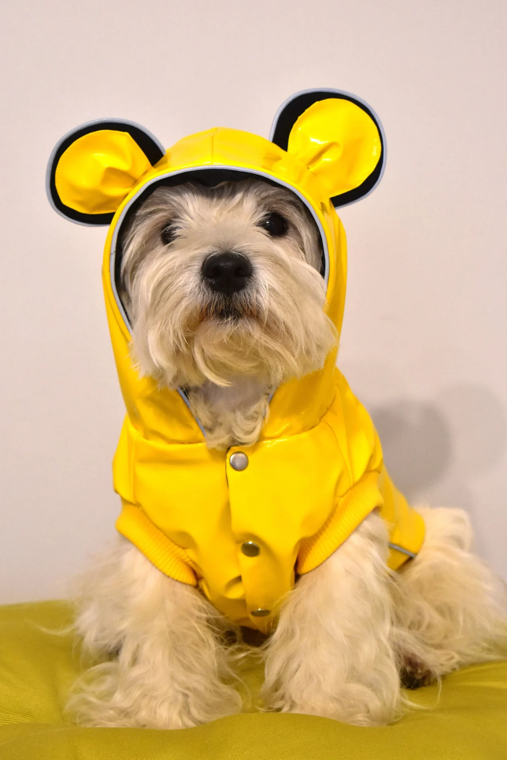 small dog raincoat