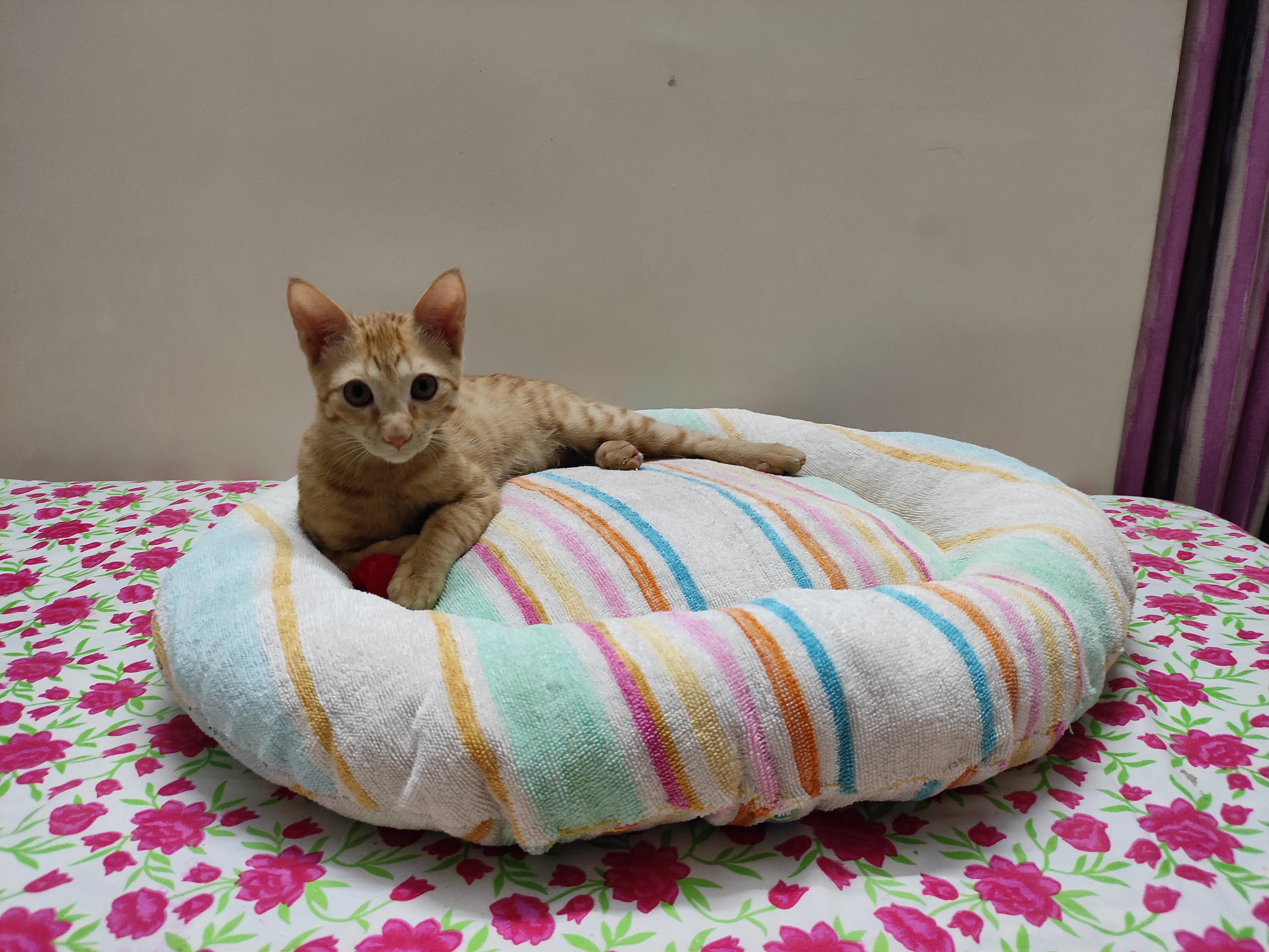 towel pet bed