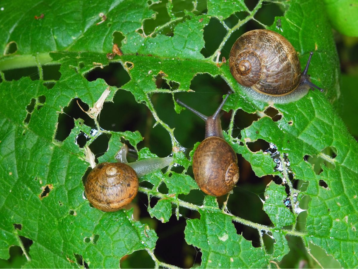 garden snail plant