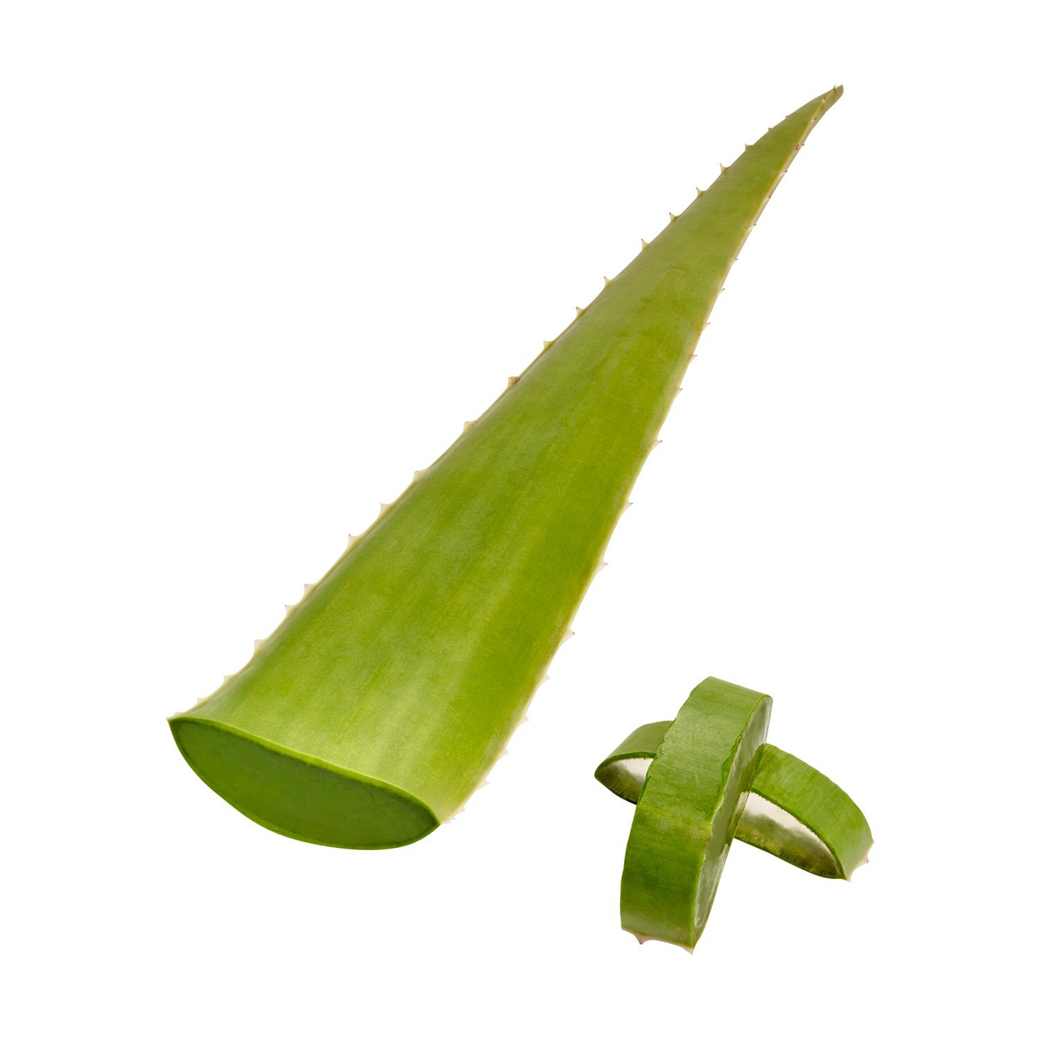 aloe vera leaf