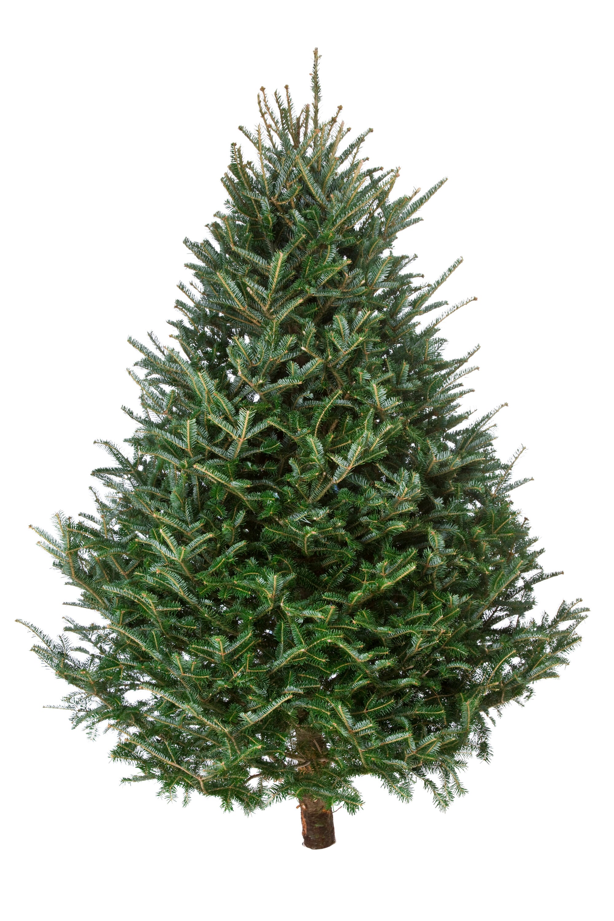 How To Keep A Christmas Tree Alive And Fresh Longer