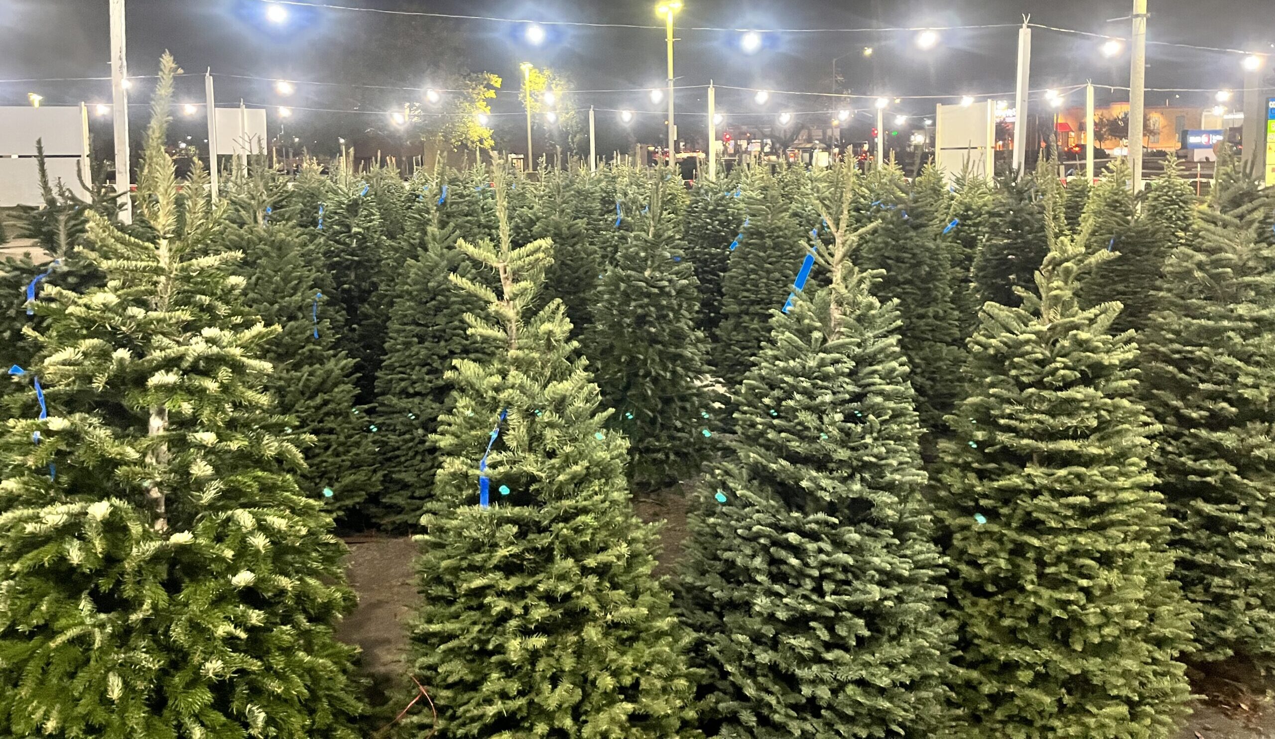 christmas tree lot