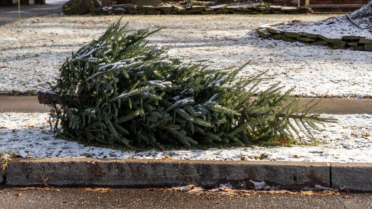 discarded christmas tree