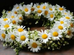 В Госдуме предложили перевести на дистант аллергиков в период цветения