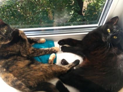 В России предложили ввести налоговый вычет за лечение животных