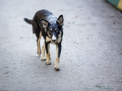 В Туле объявили карантин по лептоспирозу собак&nbsp;&nbsp;&nbsp;&nbsp;&nbsp;&nbsp;