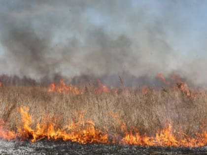 В Тульской области на три дня объявлена высокая степень пожароопасности