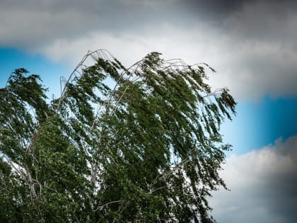 16 июня в Тульской области воздух прогреется до +27&nbsp;градусов