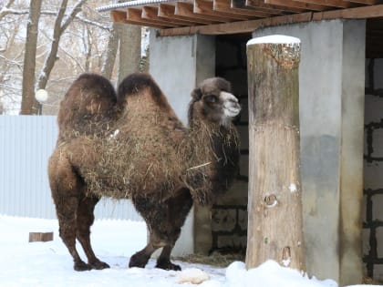 О жизни животных зоопарка «Лукоморье» в зимний период