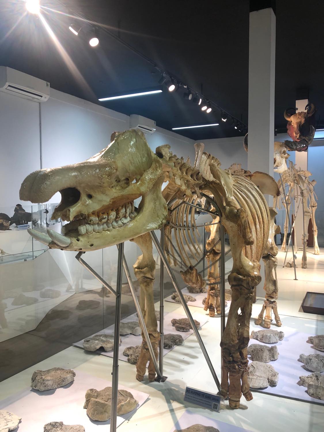 the last Javan rhino in Cat Tien
