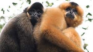 Gibbons in Cat Tien