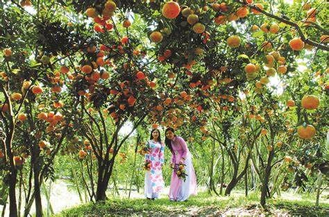 fruit orchard