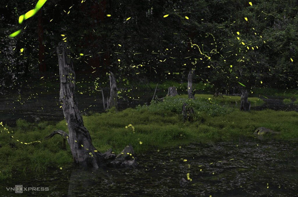 Watch fireflies at Cuc Phuong
