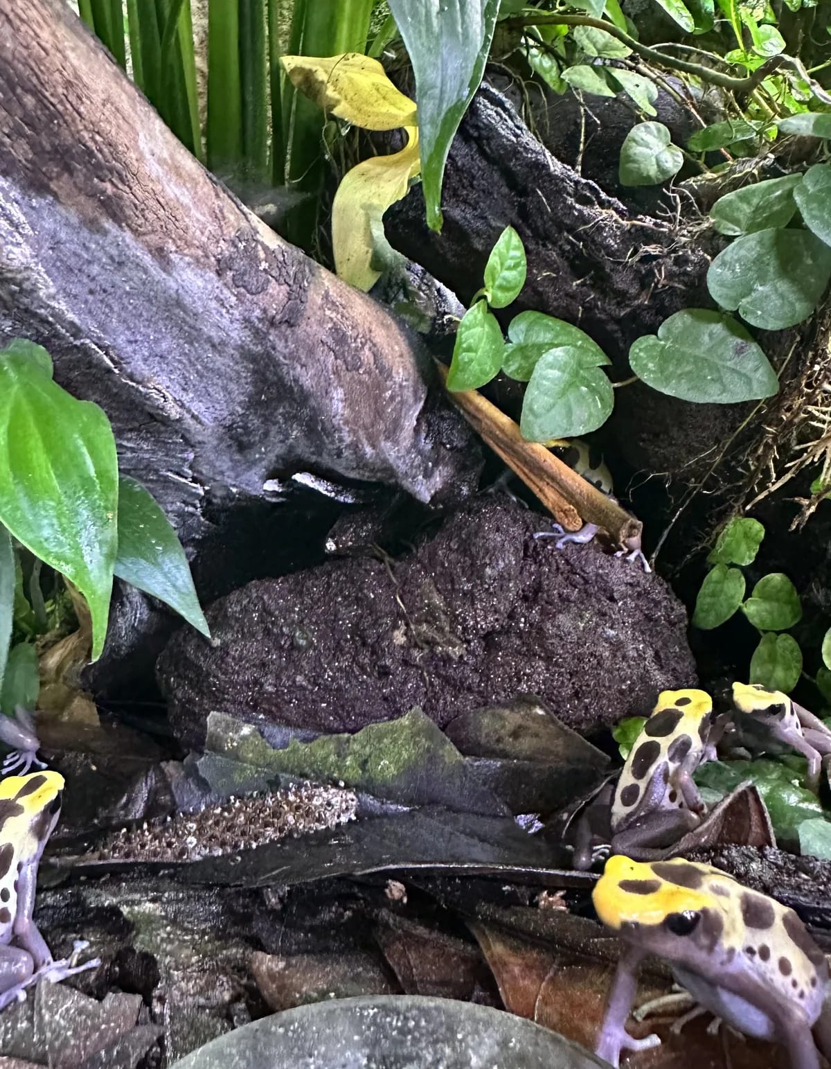 Dart frogs in a bioactive terrarium at Dunia Anura