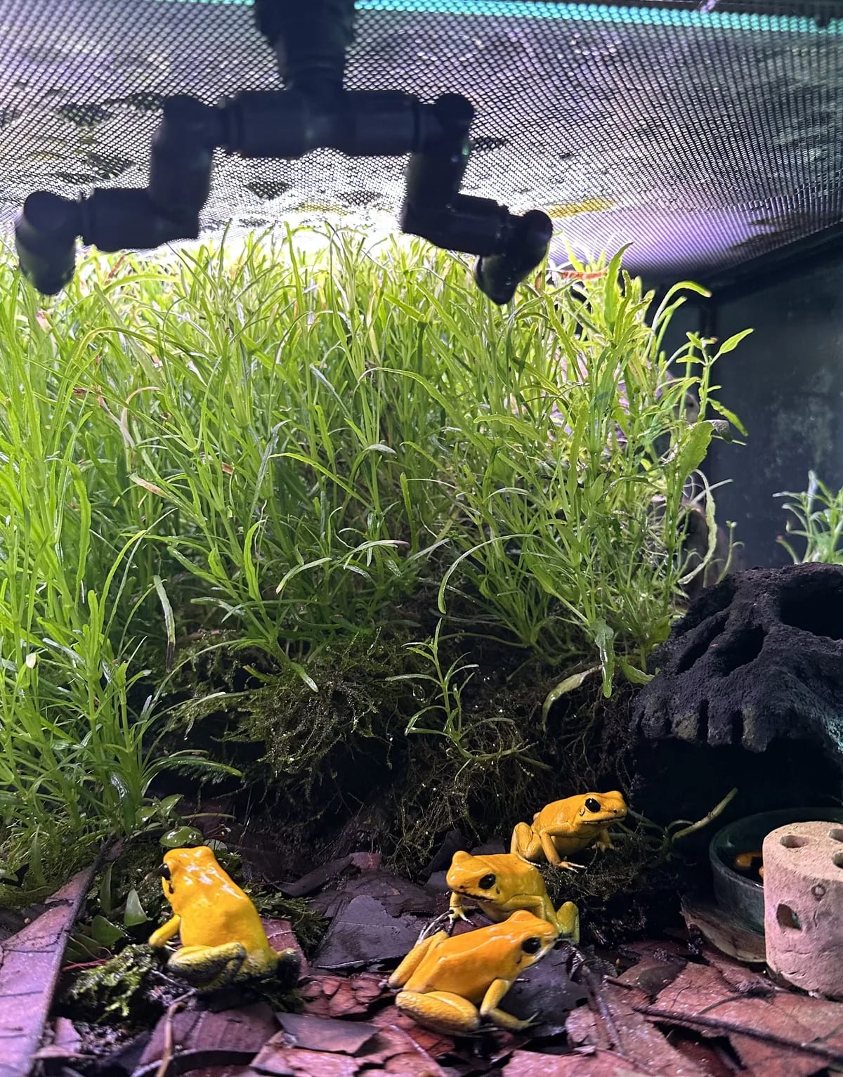 Yellow dart frogs at Dunia Anura