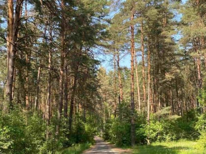 В Брянской области 11 июля воздух прогреется до 31 градуса тепла