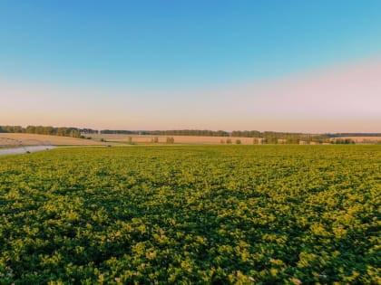 «Мираторг» приобретает «Балтийские семена» в Калининградской области