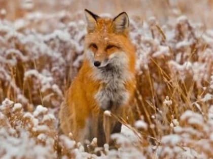 Красногорская ветслужба Брянщины информирует