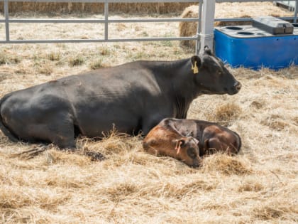 «Мираторг» сообщил, что с радостью вырастит себе конкурентов в сфере мясного скотоводства