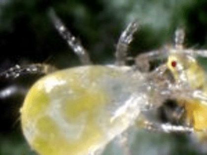 Из Брянской области в Беларусь везли более 17 миллионов энтомофагов