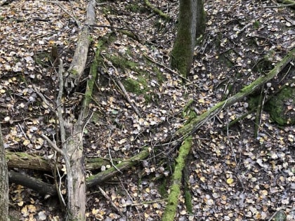 Бесконечная осень: из-за теплой зимы брянцы стали чаще болеть