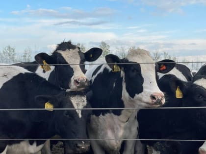 На подворьях жителей Брянской области выявили двух коров, больных бруцеллезом