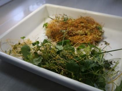 Карантинные меры в Брянской области: борьба с повиликой