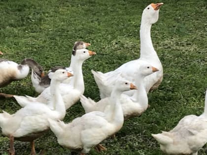 Брянские горожане начали увлеченно разводить гусей