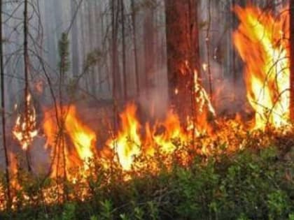 В Брянской области продлили ограничения на посещение лесов из-за пожароопасности