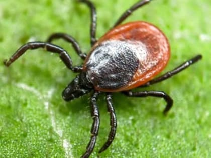 С начала сезона клещи искусали девять клинчан