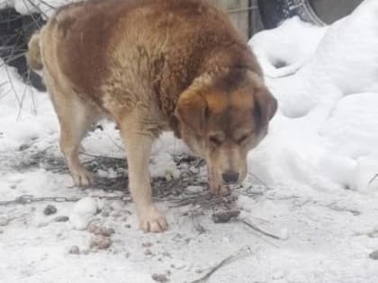 В Брянске добрые женщины раскормили бездомного пса до опасных для жизни 65 кг