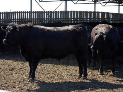 «Мираторг» поделился опытом успешного скотоводства с делегацией Гомельской области