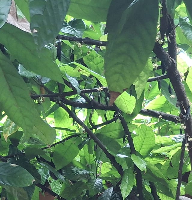 wisata desa/Foto/bvkm1a6eeabch4a14ujs