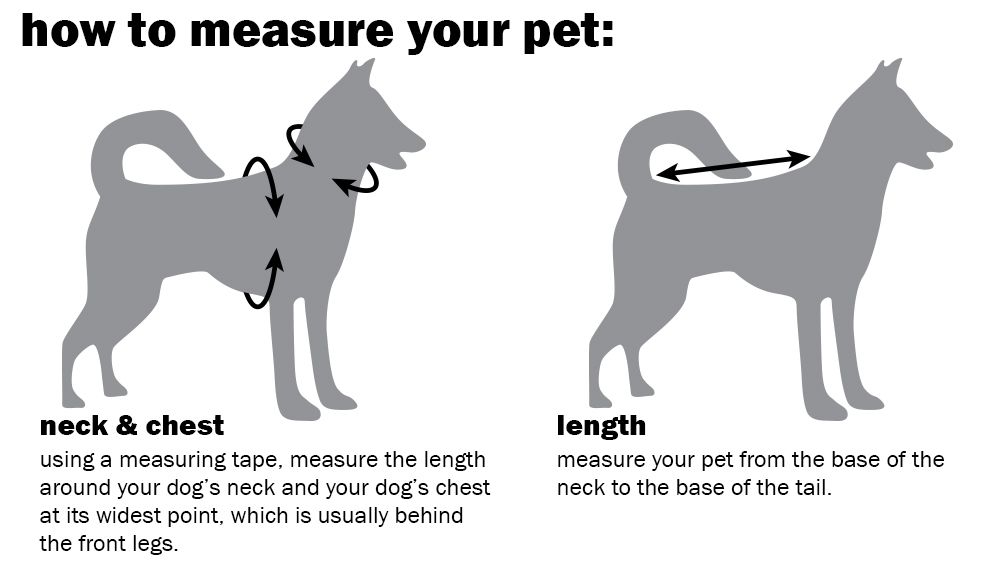 How to measure your dog