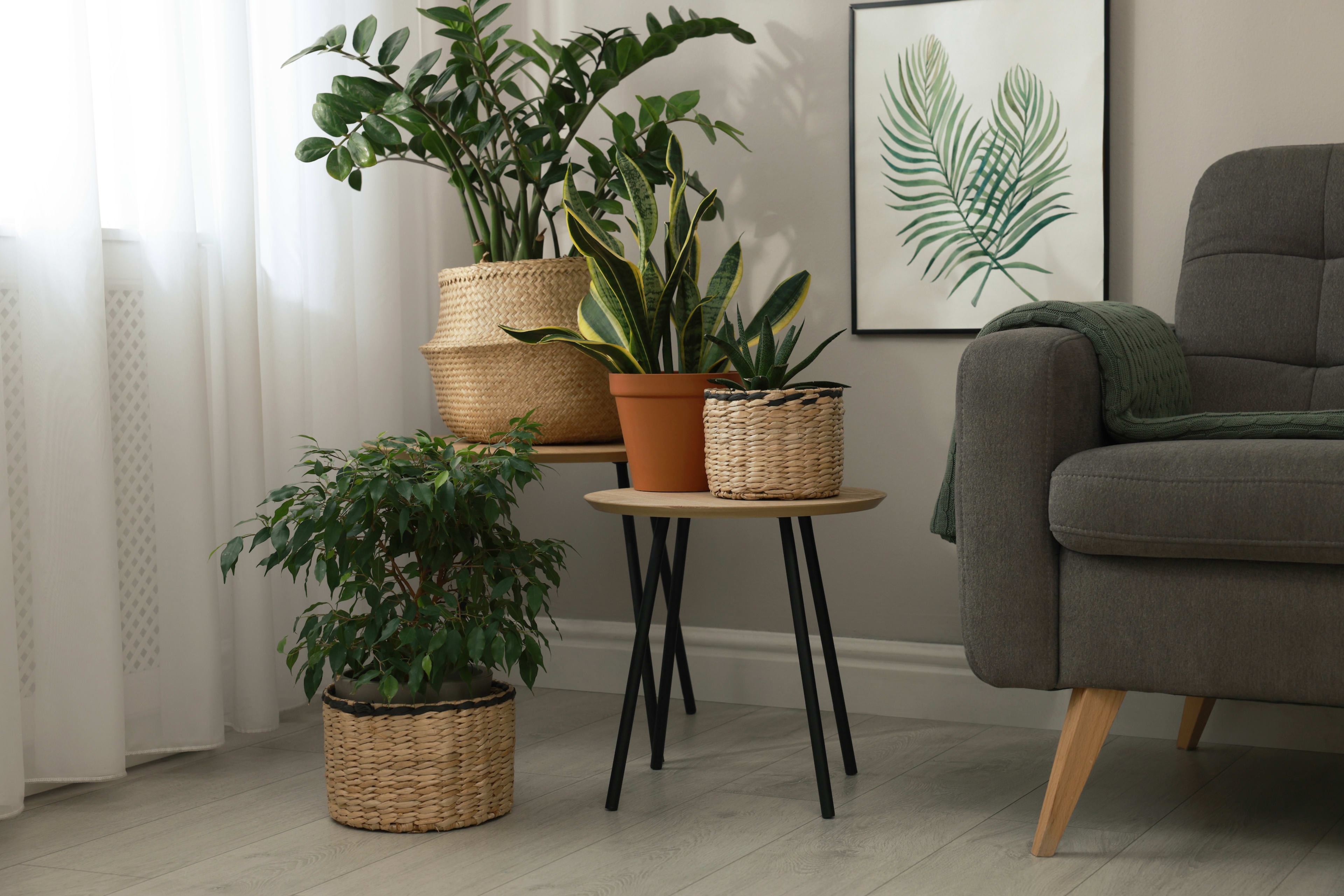 Planters in Livingroom