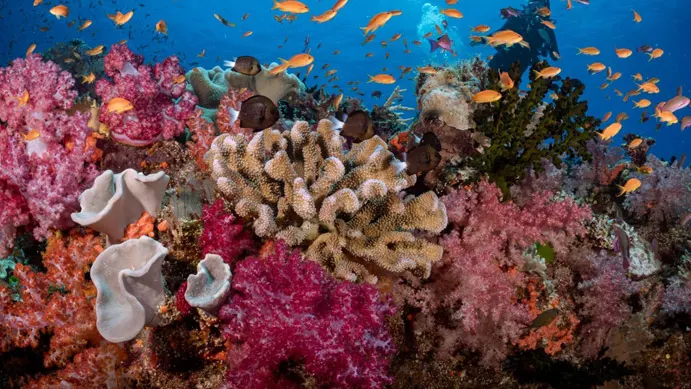 Colorful coral reef and marine life