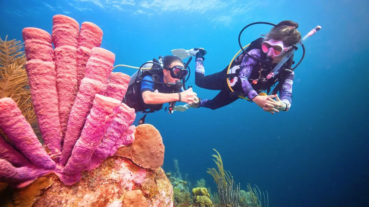 two divers next to a soft coral-learn to dive