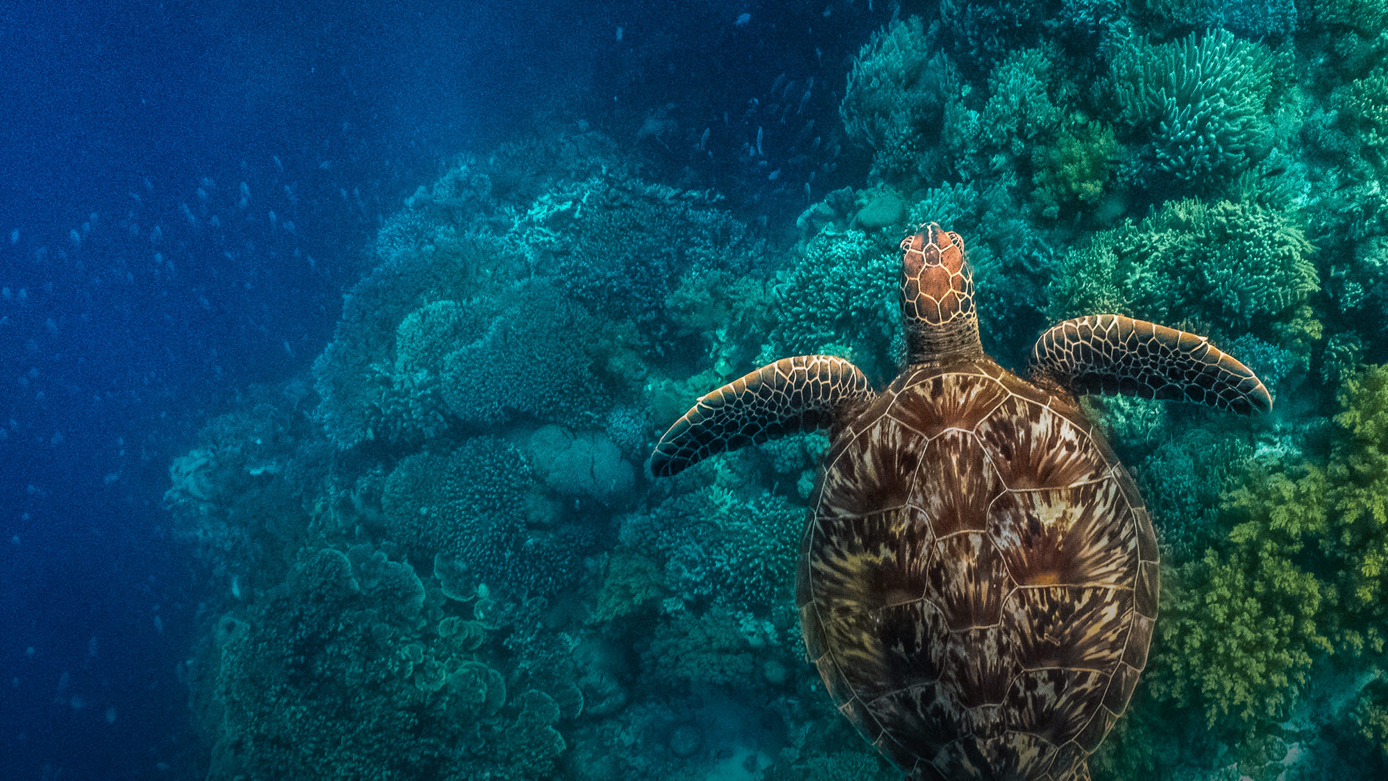 Aiutaci a salvare l'oceano