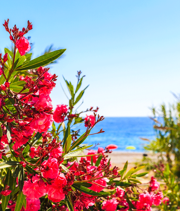 Spanische Blumen