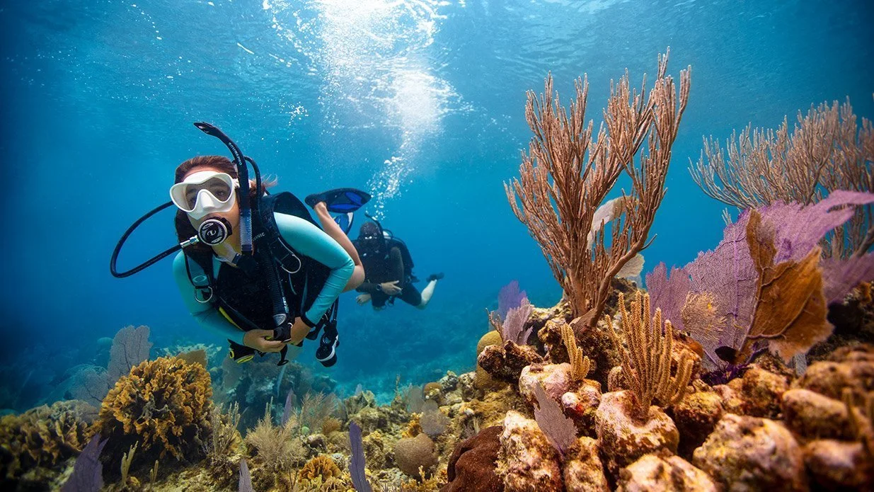 Diver above a coral reef