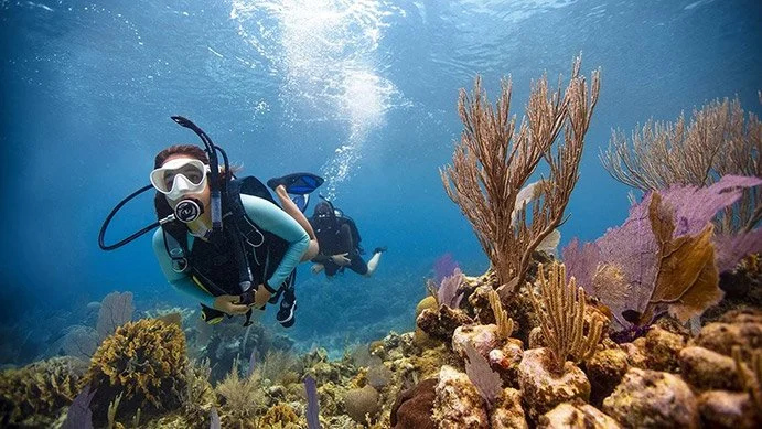 PADI ダイビング教材 ガイドトゥーティーチング gfy7fpcq3w87g1tobwcm.webp