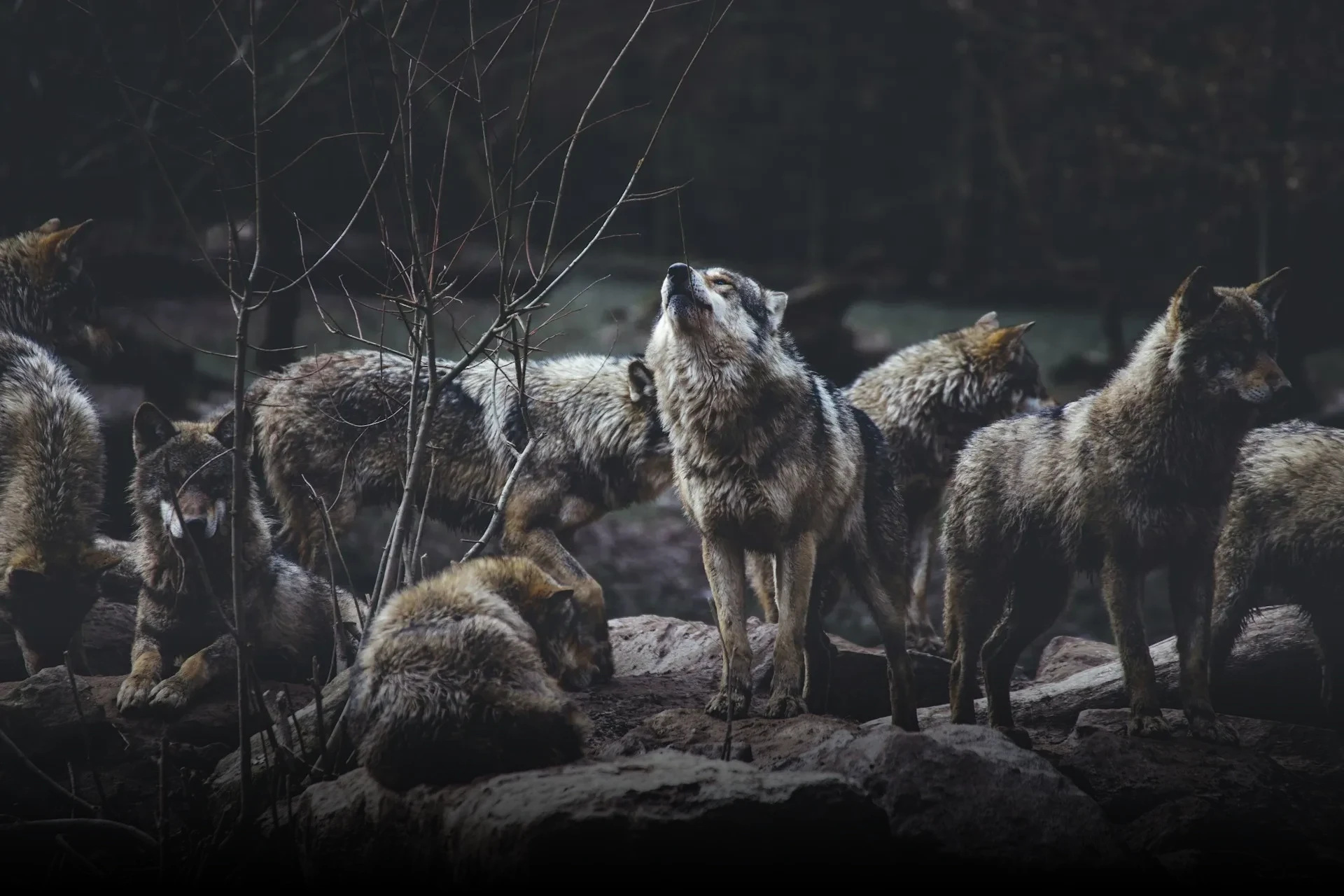 Imagem com alcateia de lobos