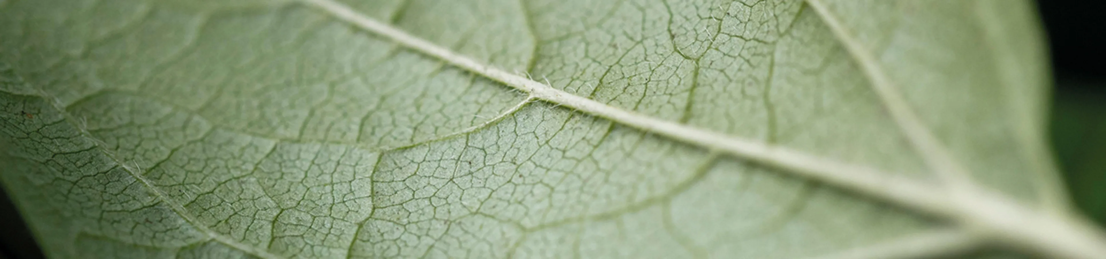 Nachhaltigkeit 1280x300