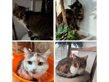 Лучший подарок на 8 Марта - кот!