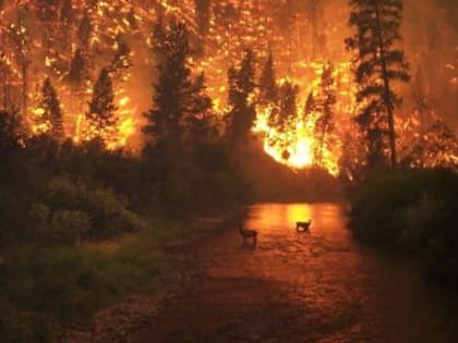 Лесные пожары в Крыму: борьба продолжается