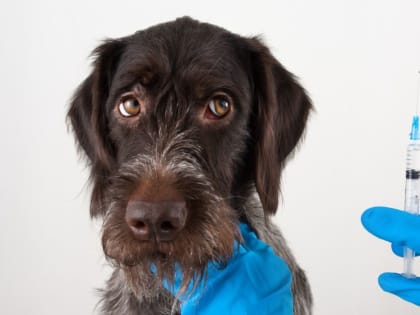 Госкомветеринарии Крыма информирует о необходимости соблюдения мер по профилактике бешенства животных