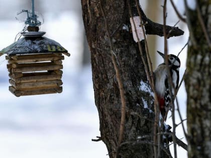 Придут ли в Крым снег и морозы