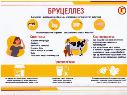 Бруцеллез: опасное зоонозное заболевание и его особенности