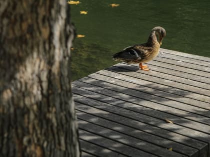 Погода в Крыму 2 января: тепло, ясно и без осадков
